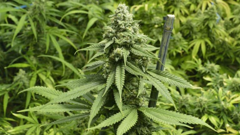 Ultimate Guide for Vaping Weed